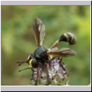 Physocephala rufipes - Dickkopffliege 07.jpg